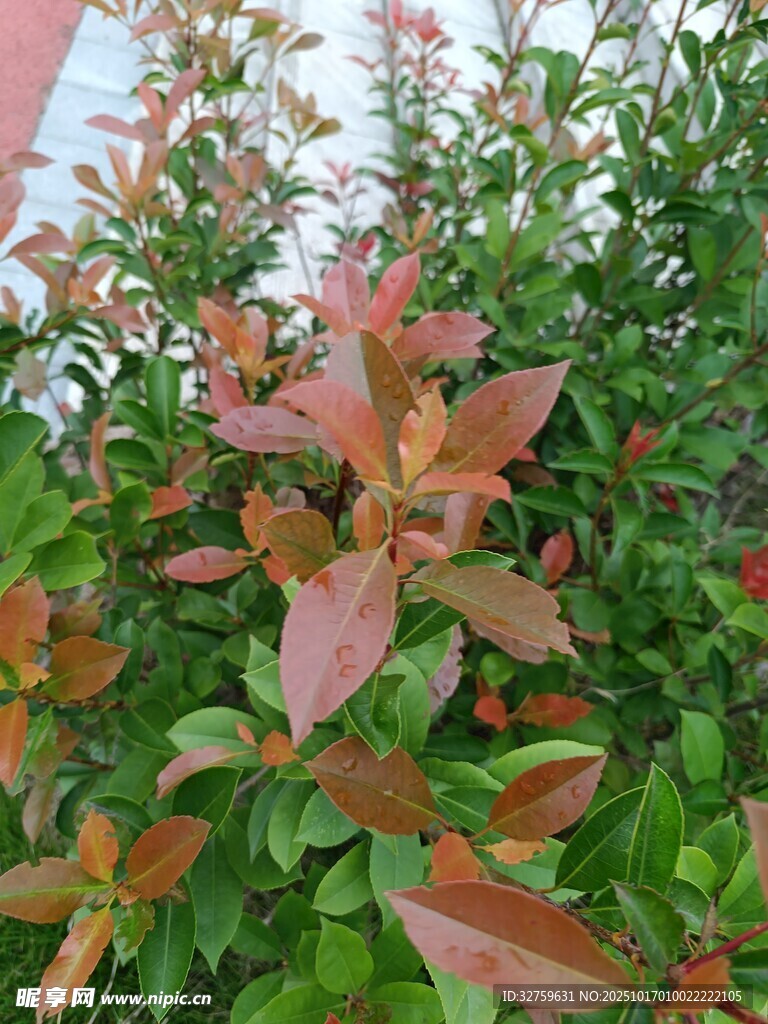 红叶绿植特写