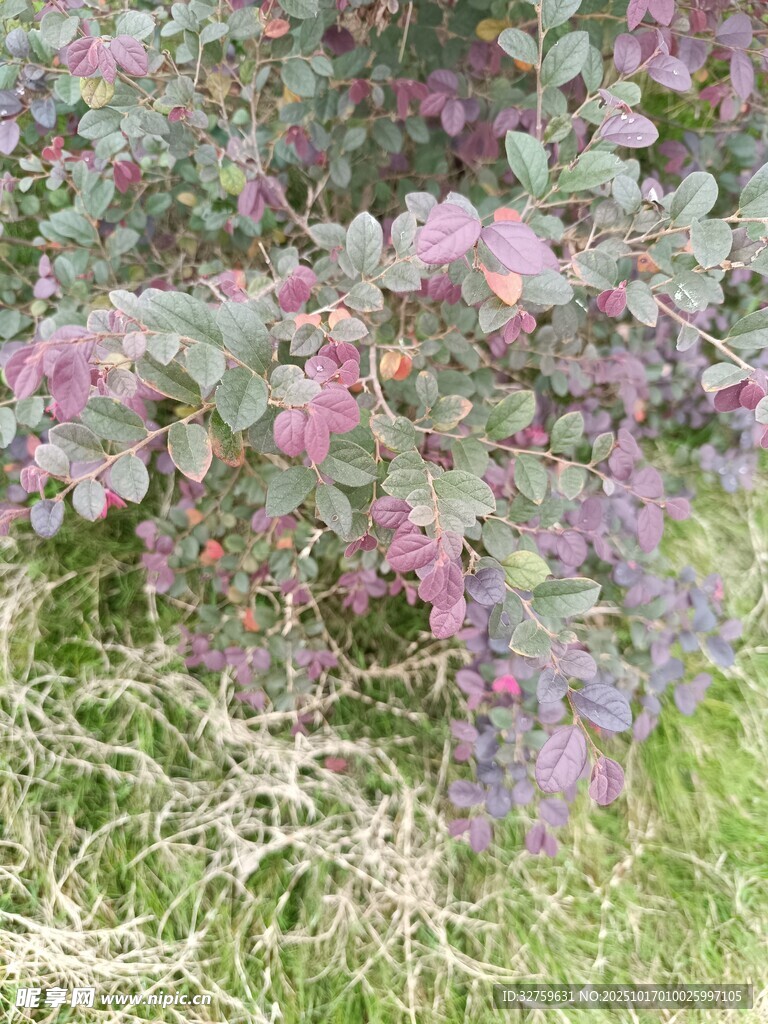 紫色花卉与绿草景观