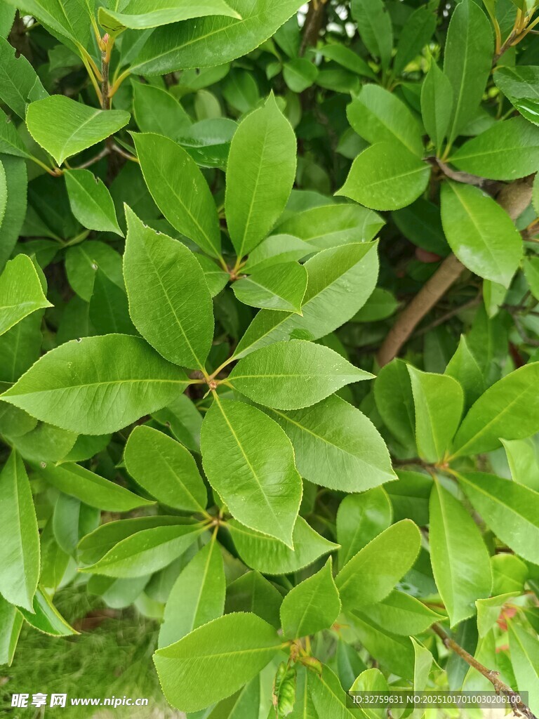翠绿繁茂的树叶特写