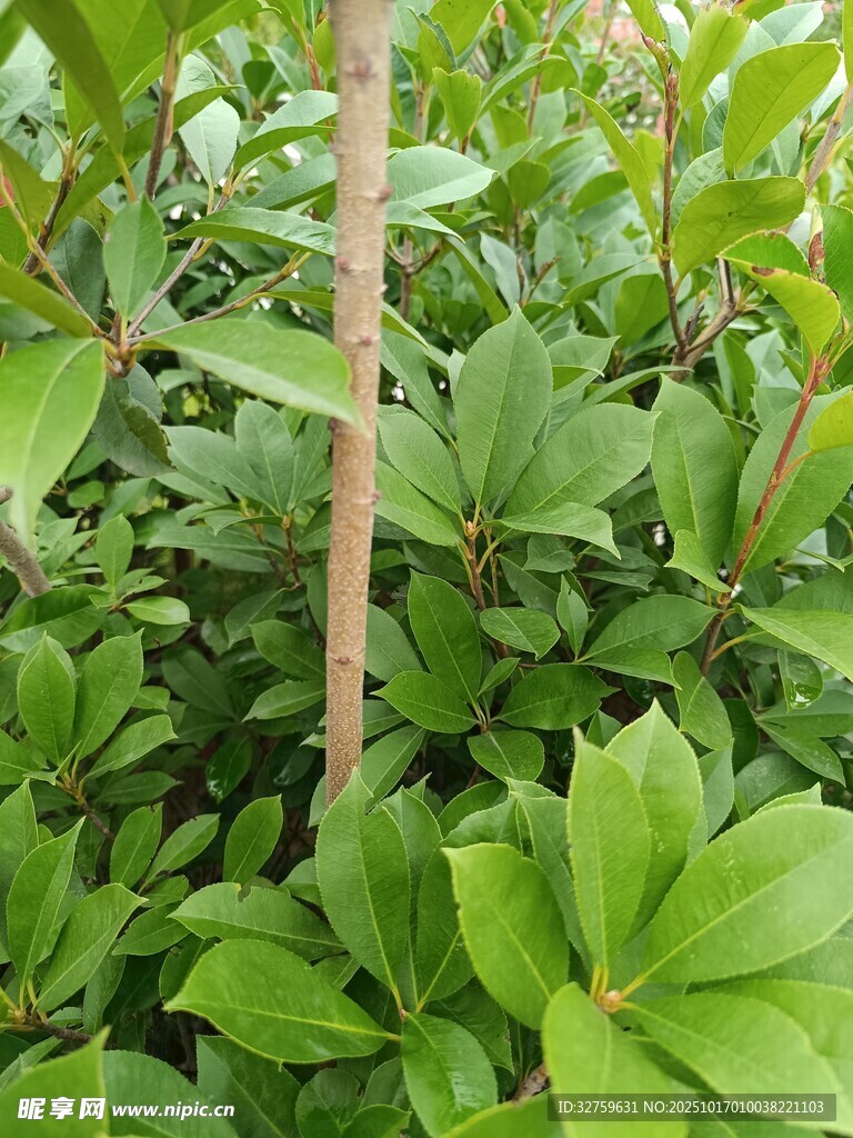 绿叶繁茂的植物特写