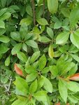 翠绿繁茂的植物叶片