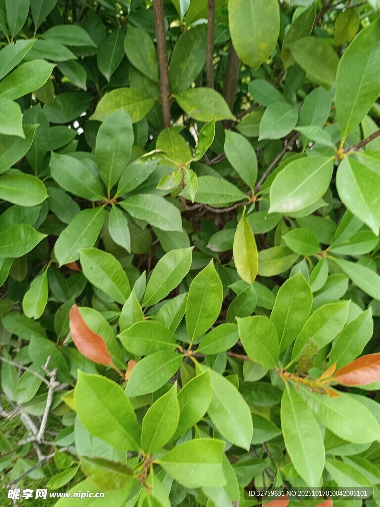 翠绿繁茂的植物叶片