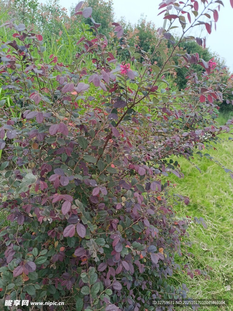 紫叶植物景观