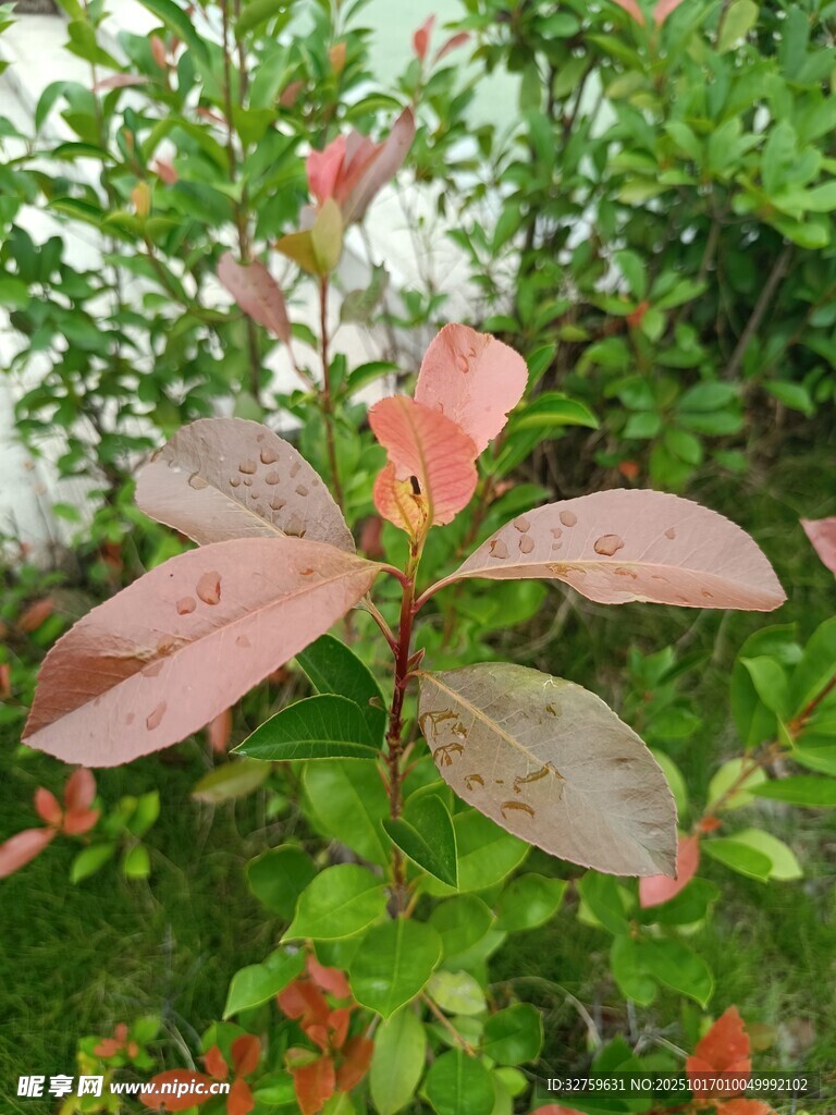 红叶绿植特写