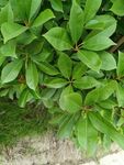 绿叶植物特写