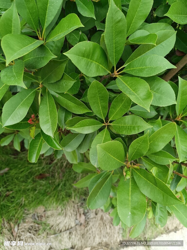 绿叶植物特写