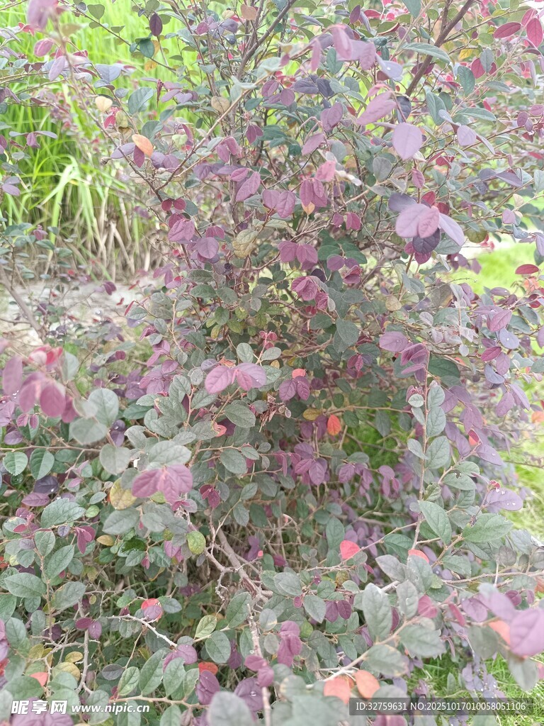 紫叶植物特写
