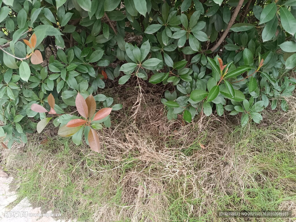 绿叶与枯草交织的景象