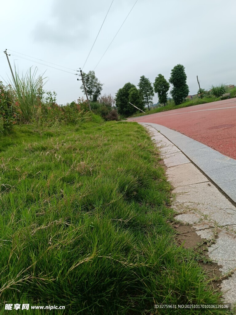 路边绿意盎然的草地景观