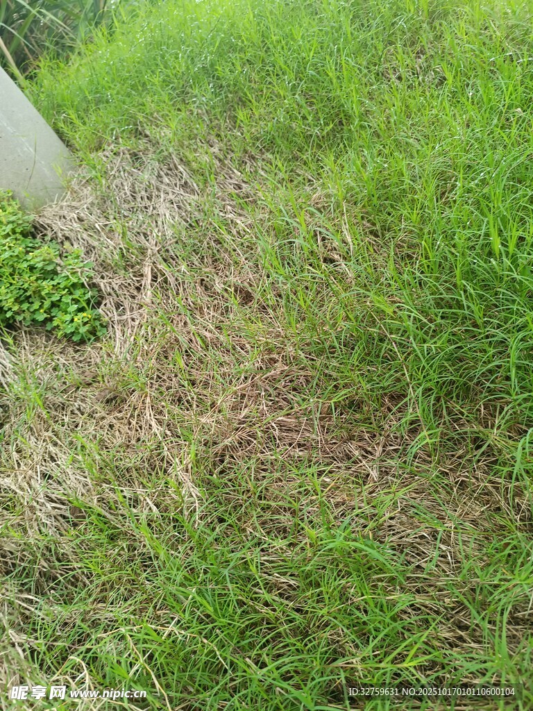 草地景象