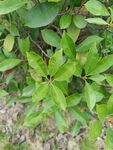 绿叶繁茂的植物特写