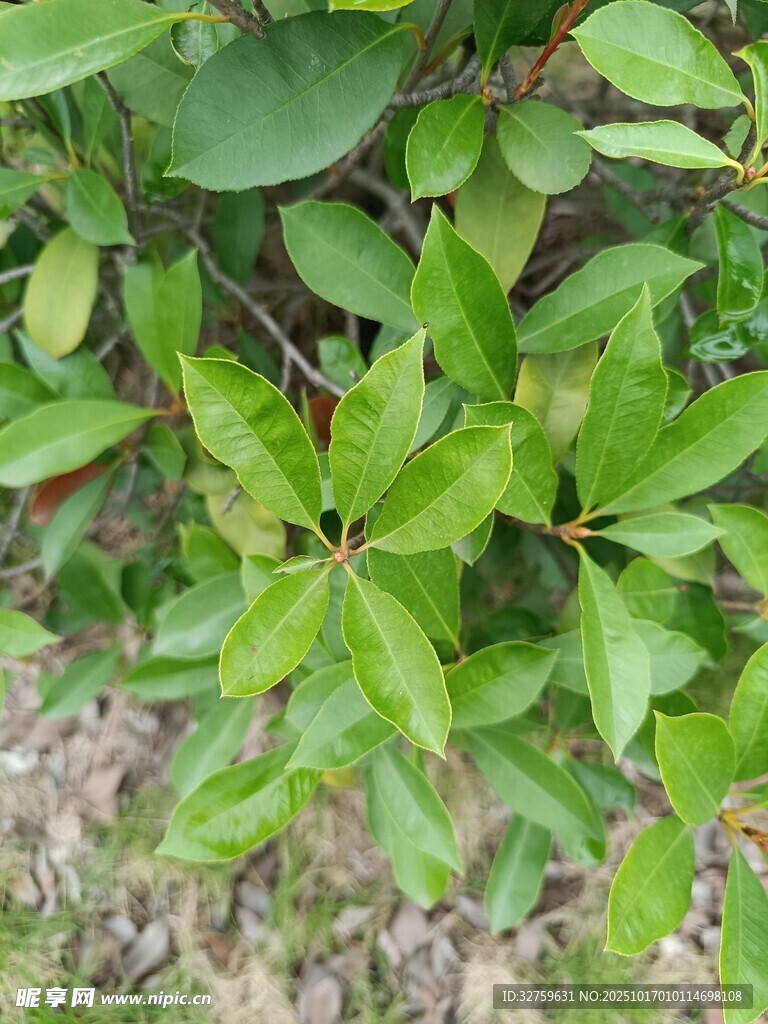 绿叶繁茂的植物特写