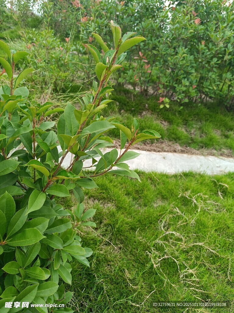 绿意盎然的田园植物景观