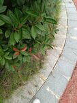路边绿植与砖石步道景观