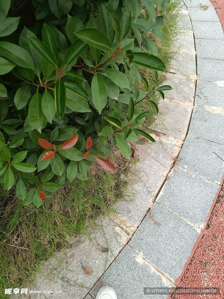 路边绿植与砖石步道景观