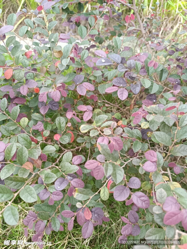 粉色叶片植物景观
