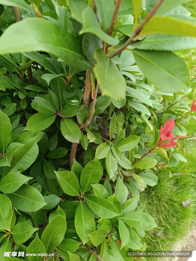 绿叶丛中一点红