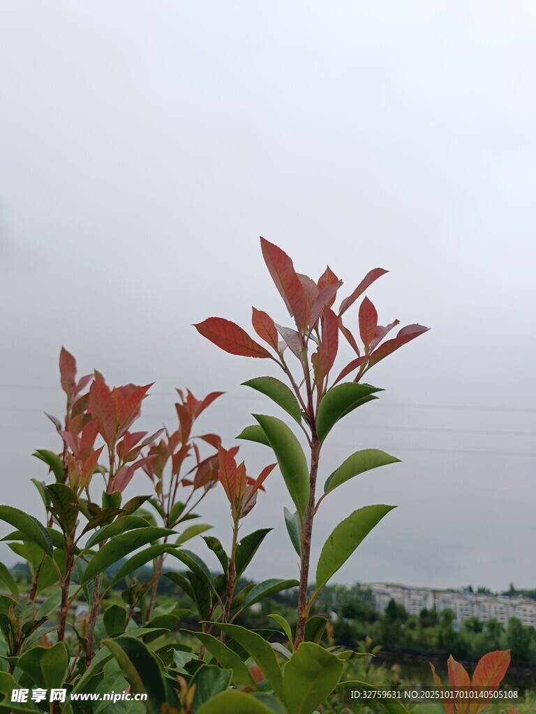 红叶植物近景