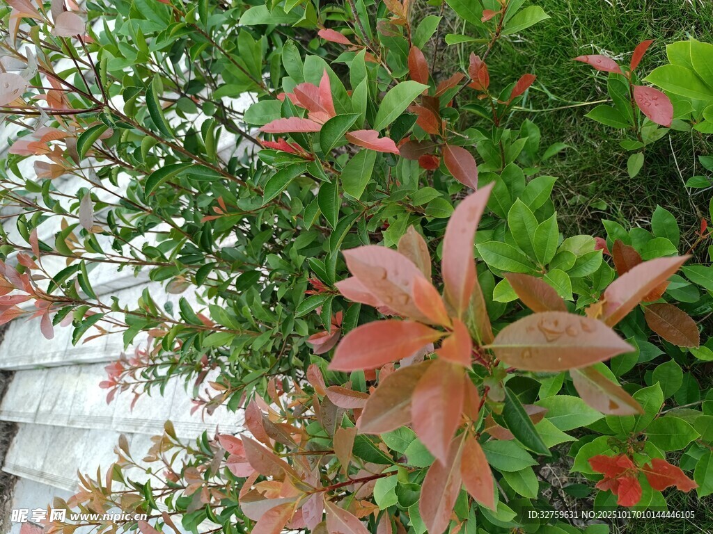 红叶绿植特写