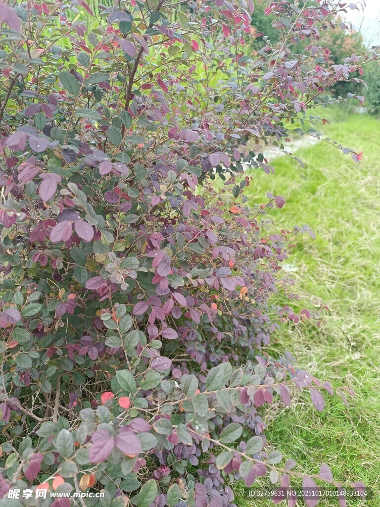 紫色灌木丛与绿色草地