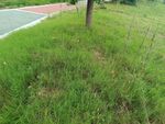 路边翠绿草地与树木