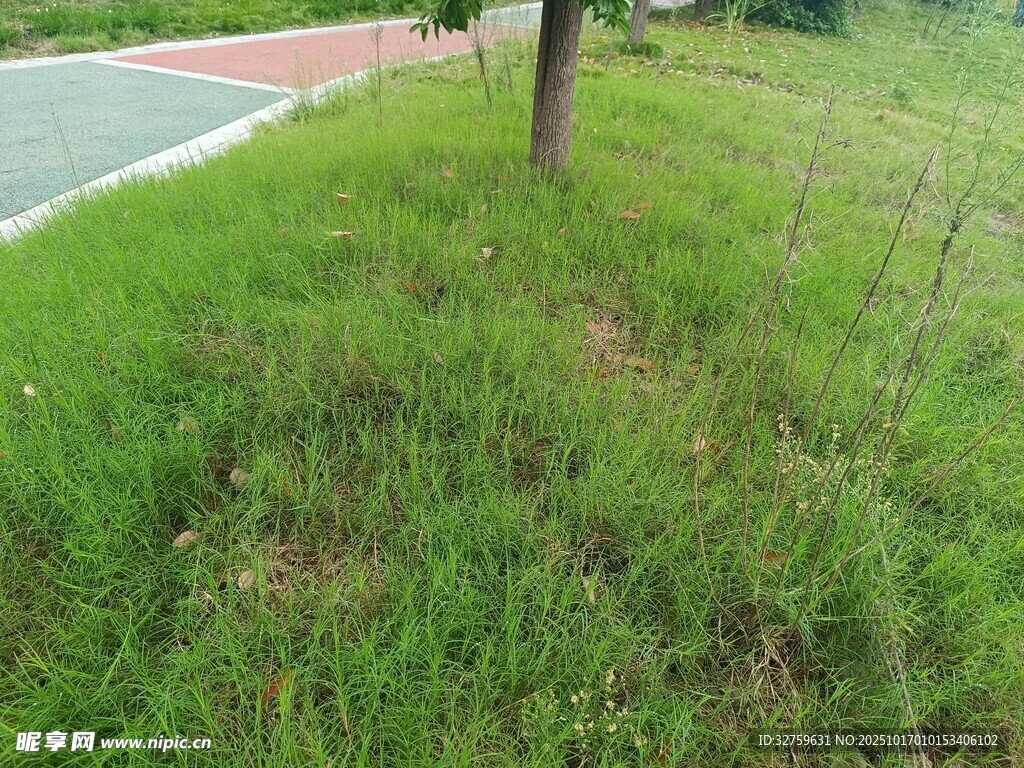 路边翠绿草地与树木