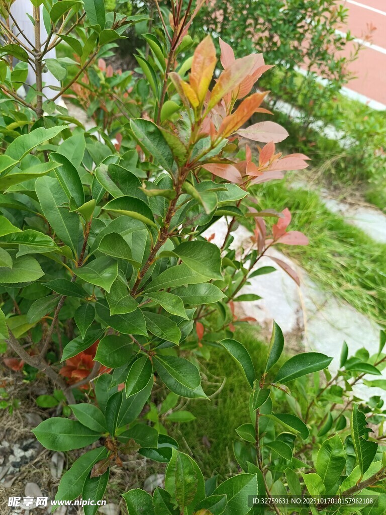 绿叶间的多彩植物
