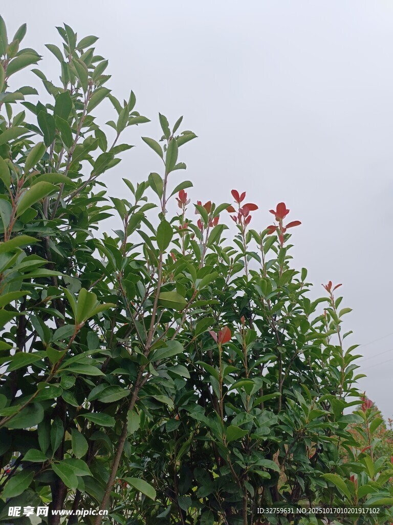 绿叶间的红色小花