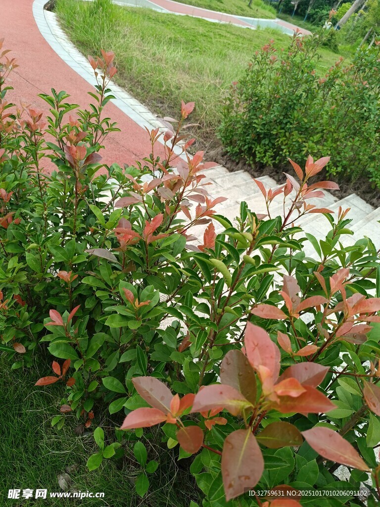 花园中绚烂多彩的绿植景观