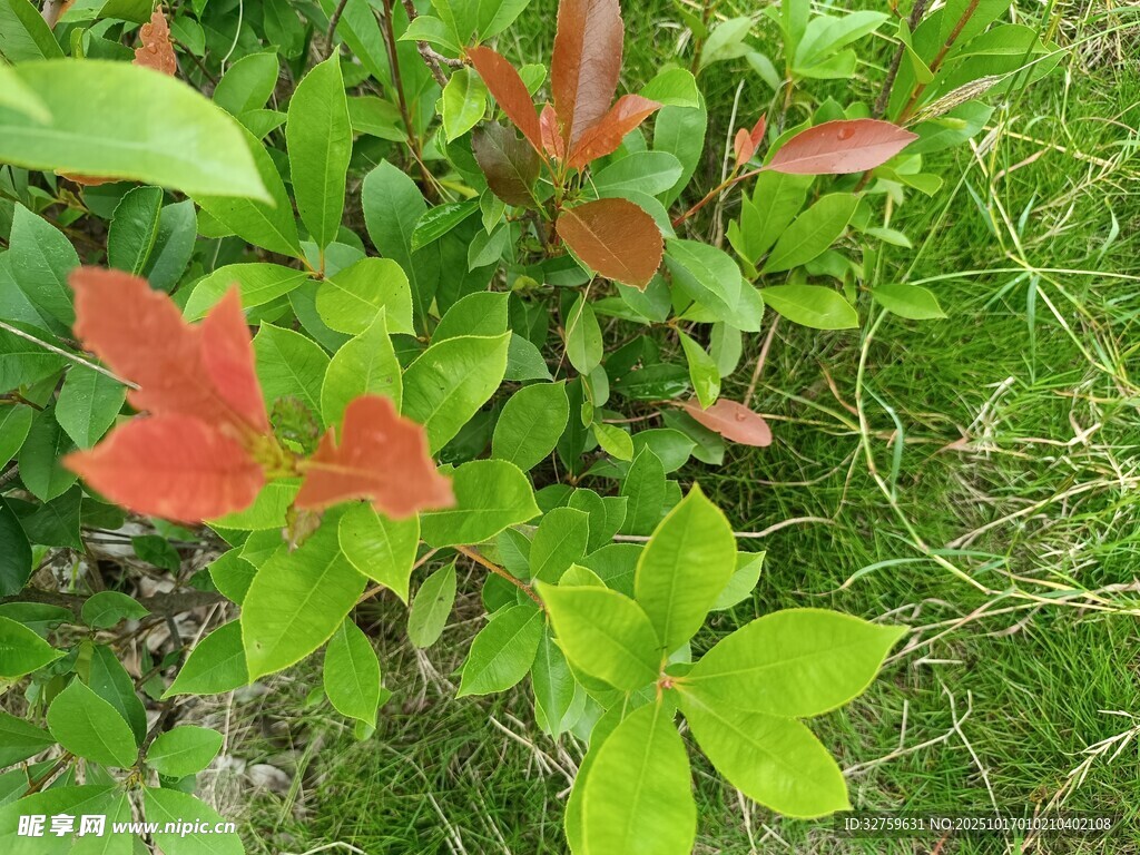 绿叶间的红色植物