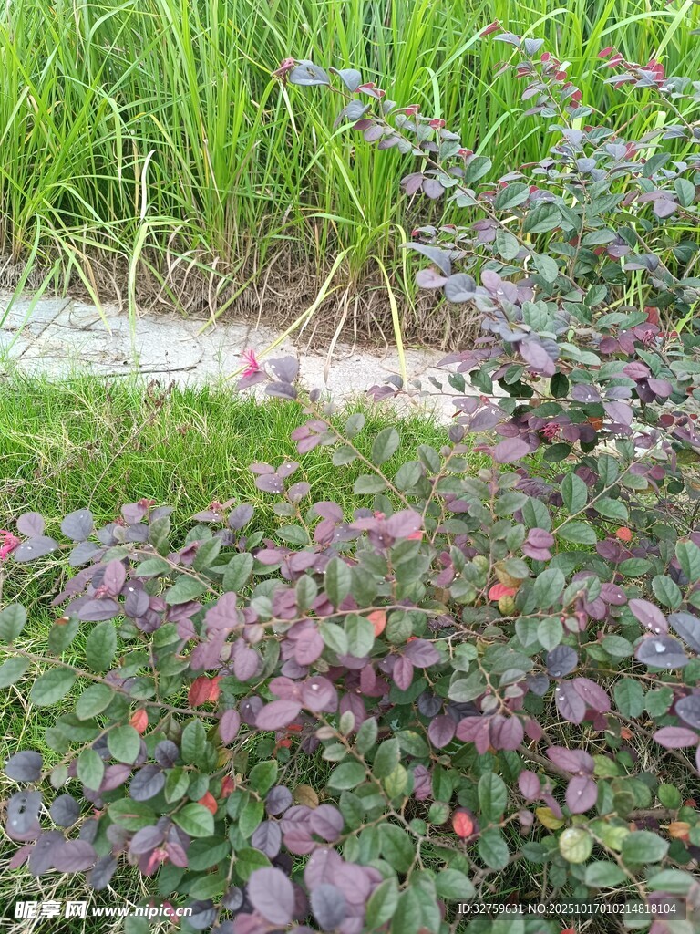多彩植物景观