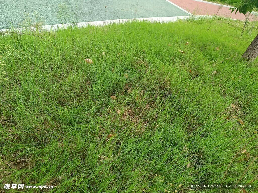 翠绿草地