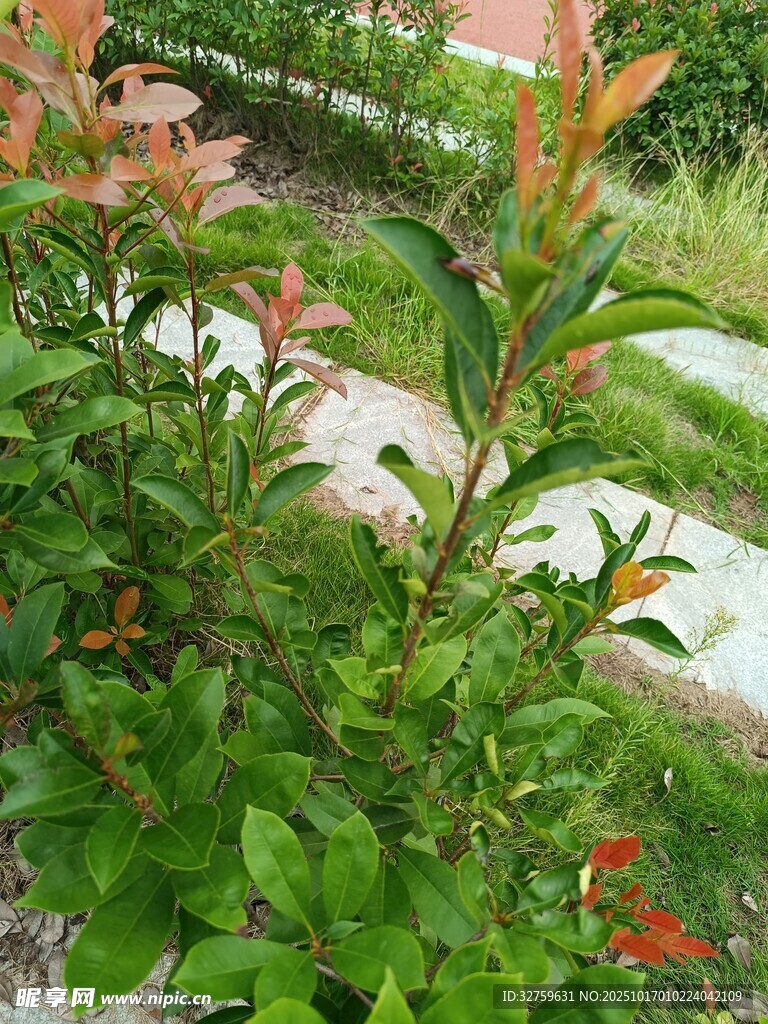 绿叶繁茂的庭院植物景观