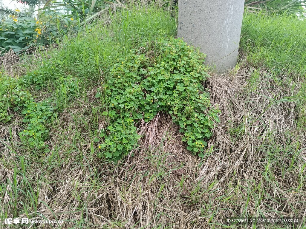 石柱旁的茂盛绿色植物