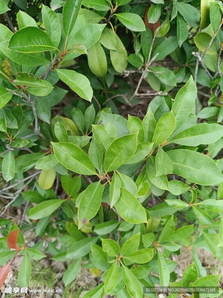 翠绿繁茂的植物叶片