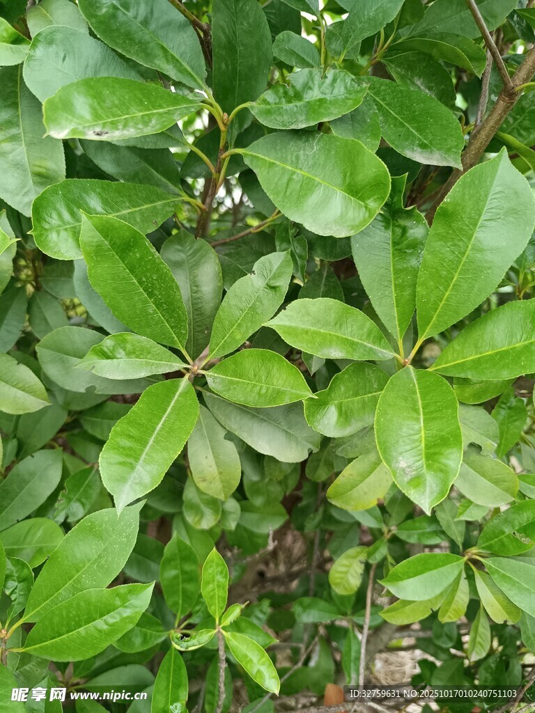 翠绿繁茂的丛生植物