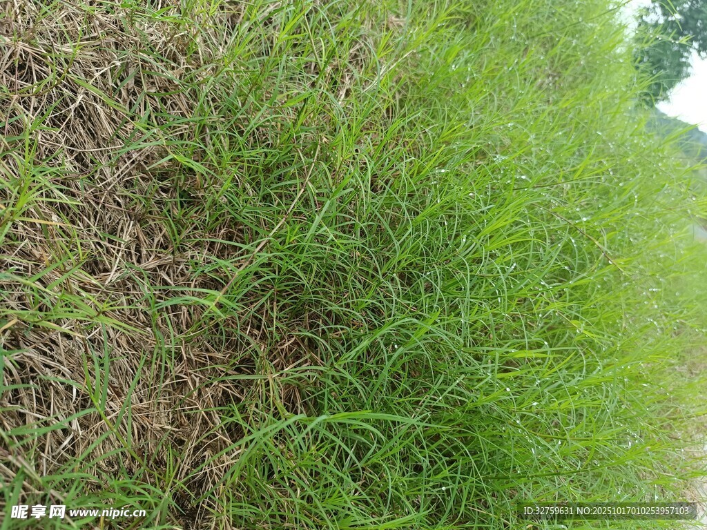 路边茂盛的绿色草丛