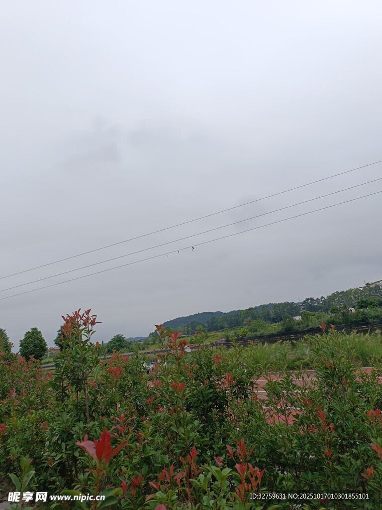 山野间的多彩植物景观