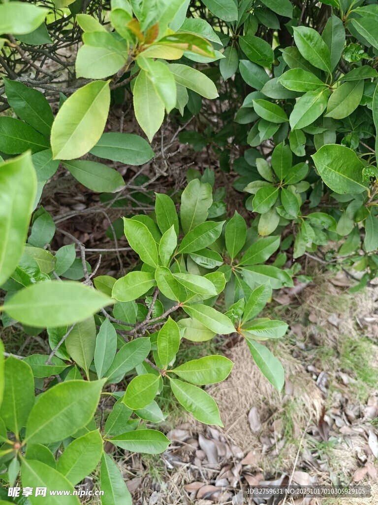 翠绿植物近景特写