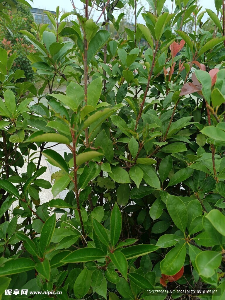 绿叶间绽放的娇艳花朵