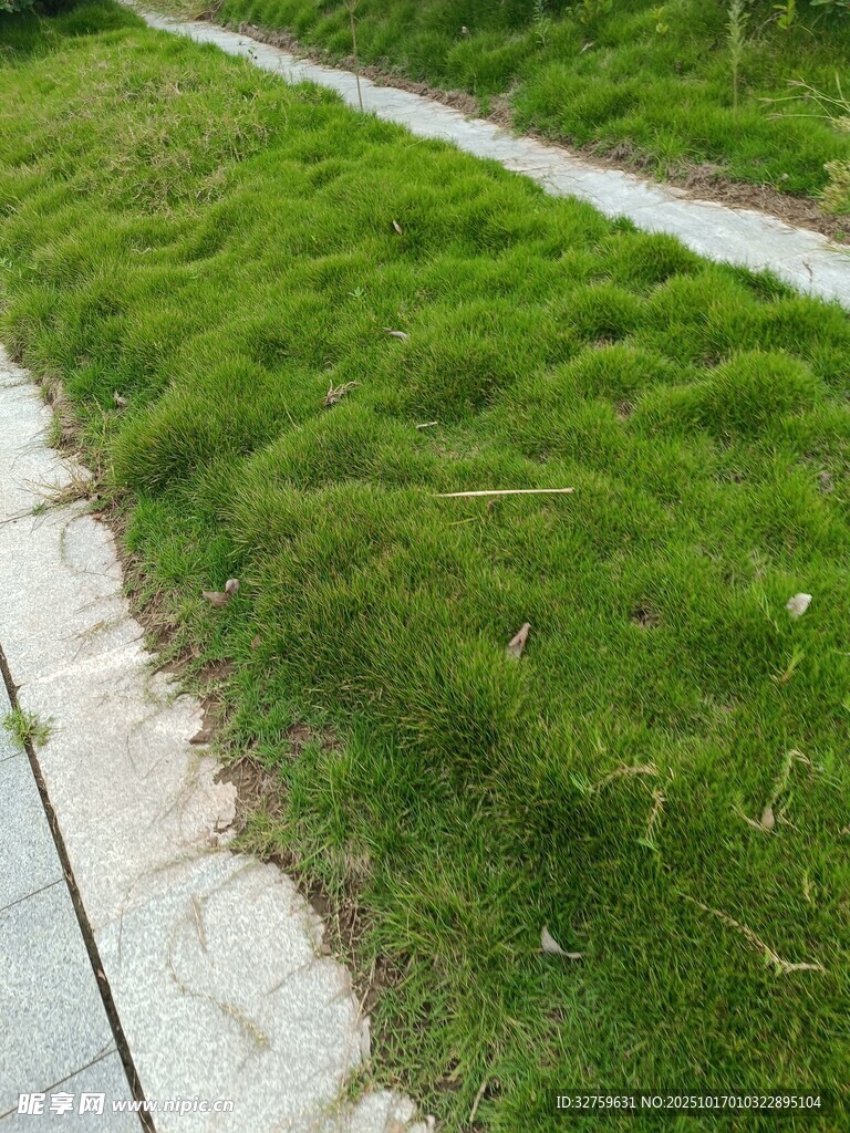 石板小径旁的翠绿草地