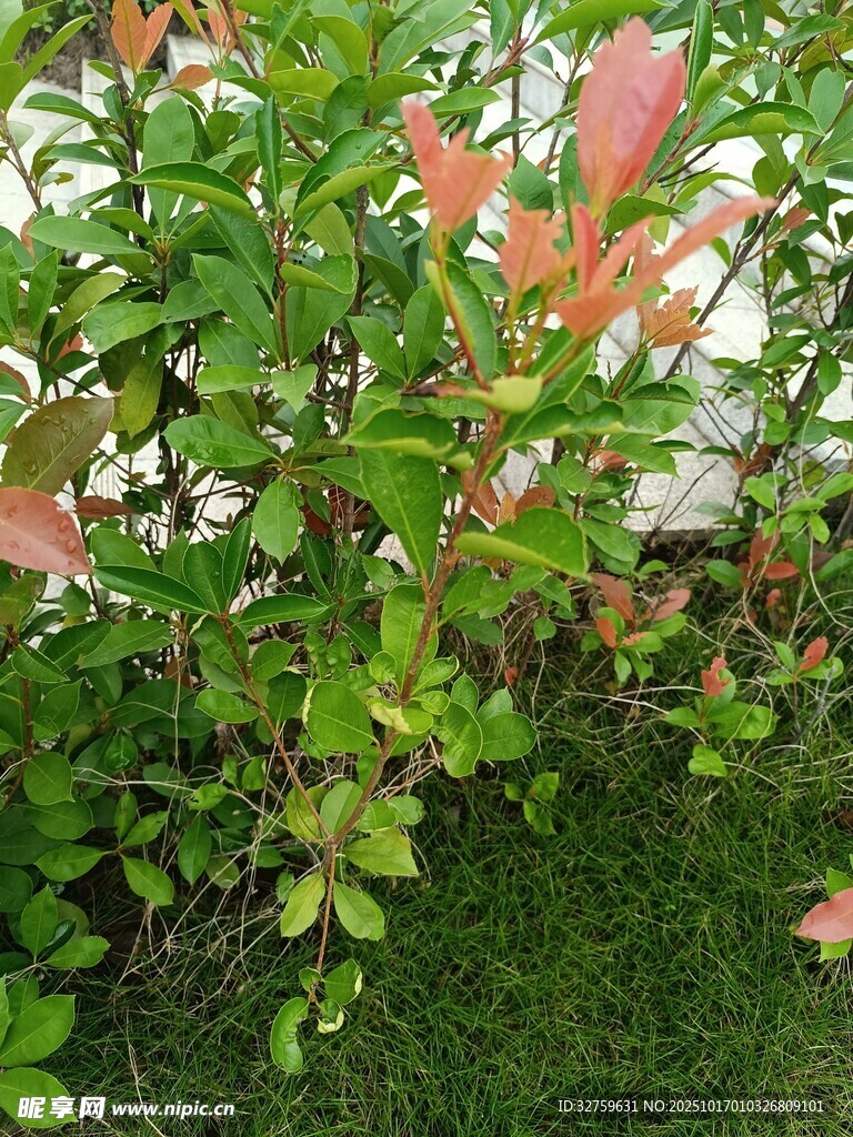 绿叶间的粉红叶植物