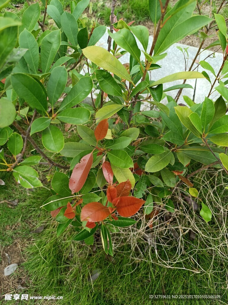 绿叶间的红色植物