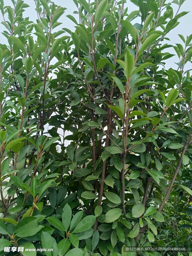 绿叶繁茂的植物景观