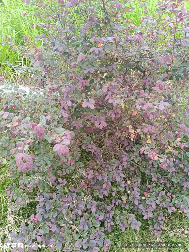 紫色灌丛植物特写