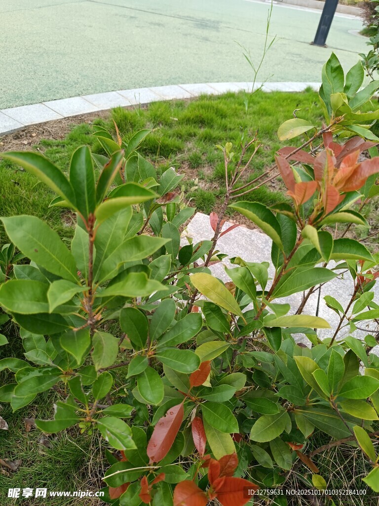 花园中多彩植物与花朵