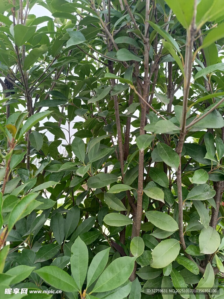 绿叶丛中的繁茂植物