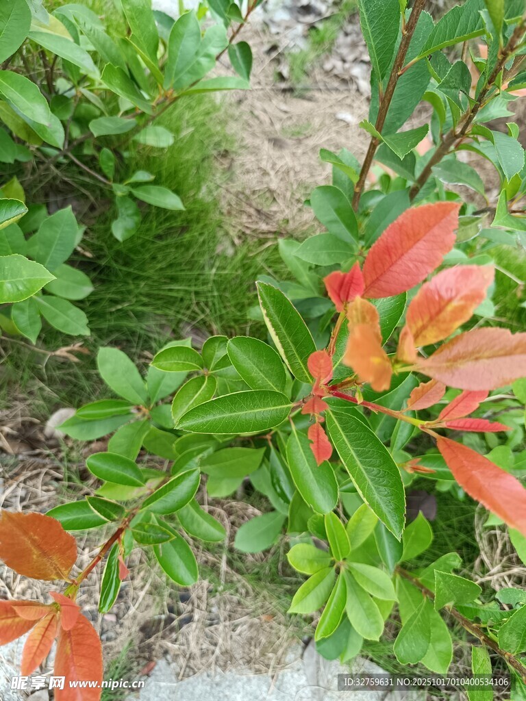 绿叶间的艳丽红色花朵