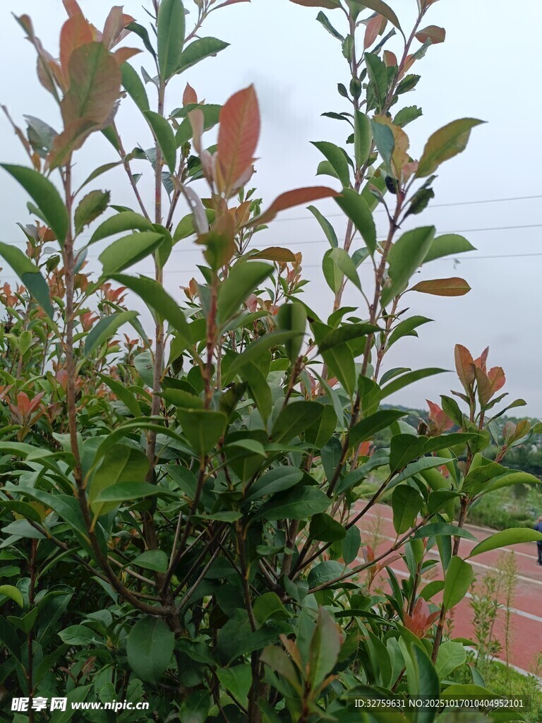 绿叶繁茂的户外植物