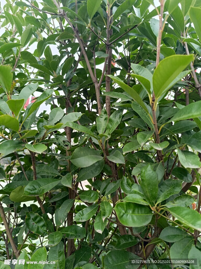 绿叶繁茂的植物景象